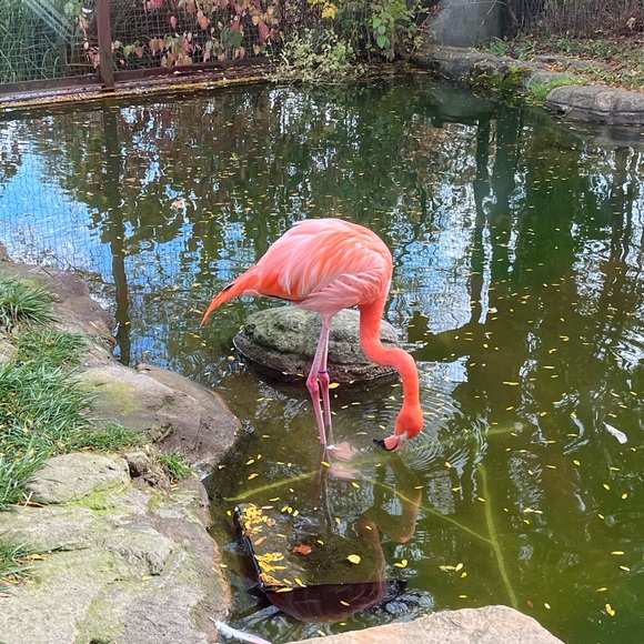 chillygoose